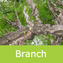 Sweet Gum Liquidambar Styraciflua Branch
